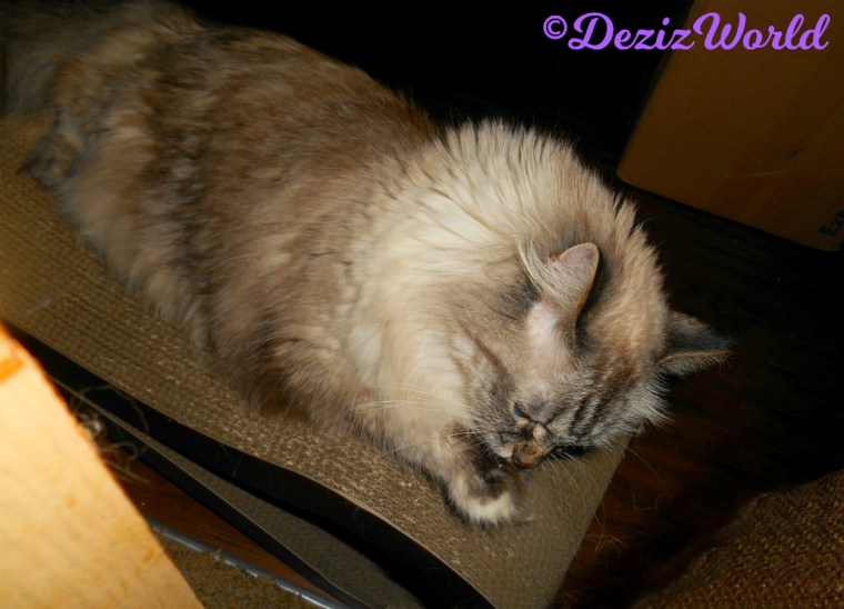 Dezi lays on scratcher and licks paw