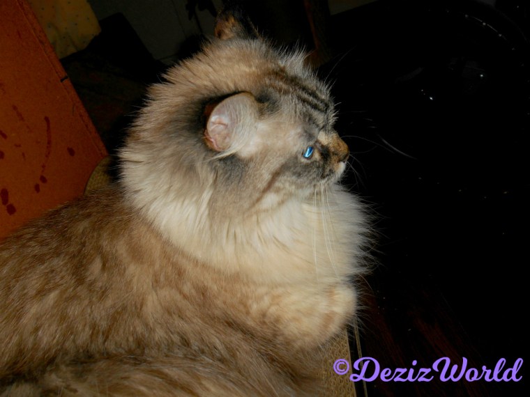 Dezi lays on scratcher, profile selfie