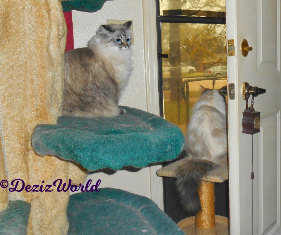 Dezi sits on the liberty cat tree while Raena sits on the small perch looking out the door