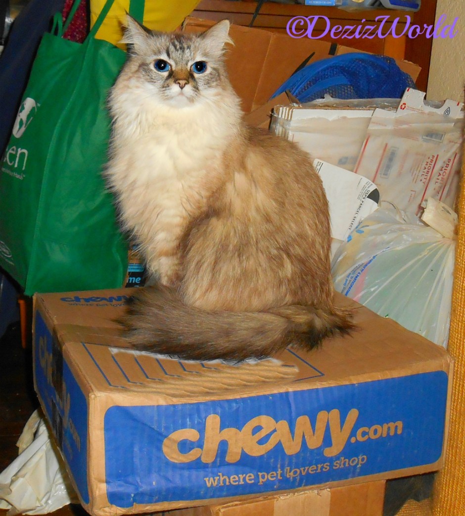 Dezi sits on a Chewy box