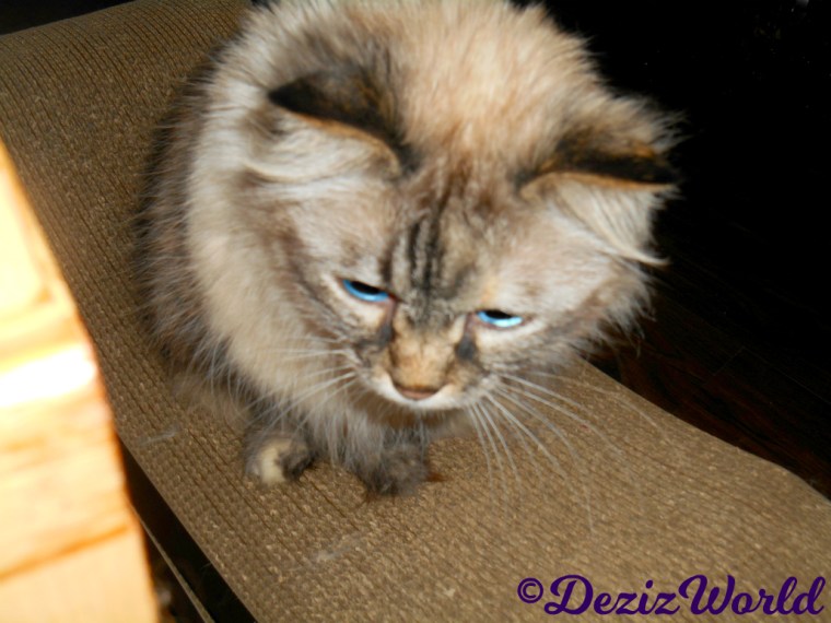 Dezi sitting on scratcher close up, selfie