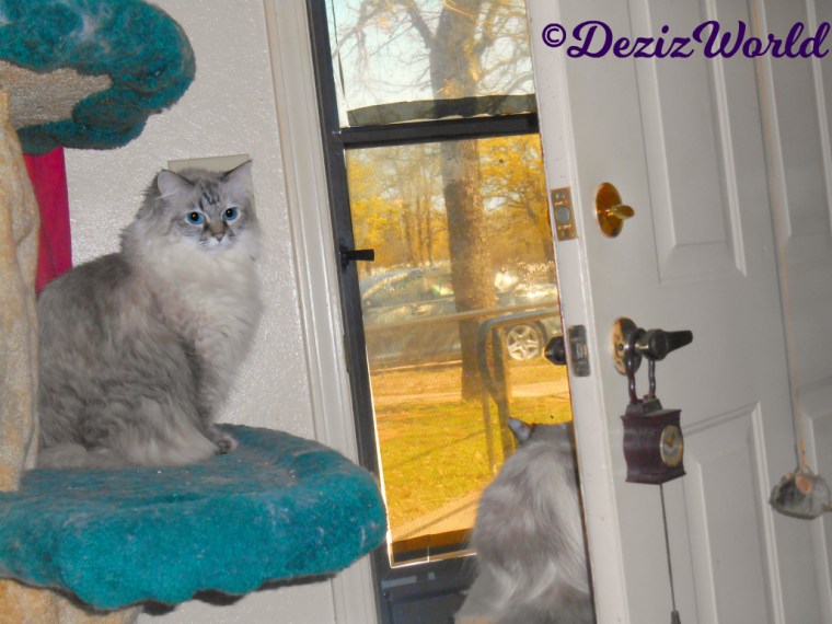 Dezi sits on cat tree looking at camera while Raena sits on small perch looking out the door