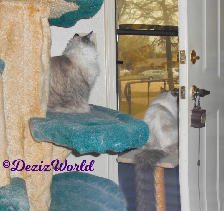 Dezi sits on cat tree and Raena sits on perch while looking out the door