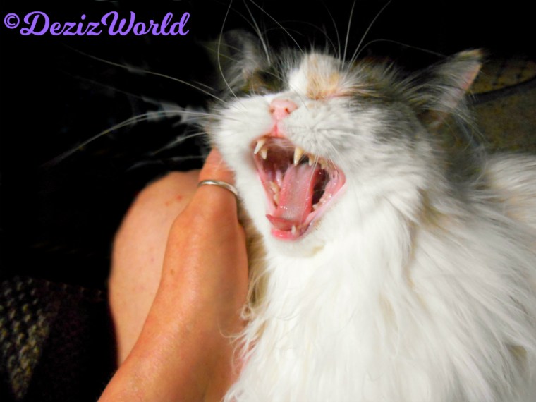 Raena gets loving while laying in mommy A's lap with her mouth open in a yawn p selfie