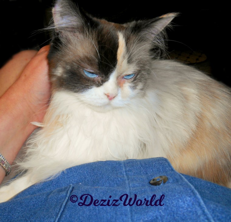 Raena gets loving while laying in mommy A's lap-selfie