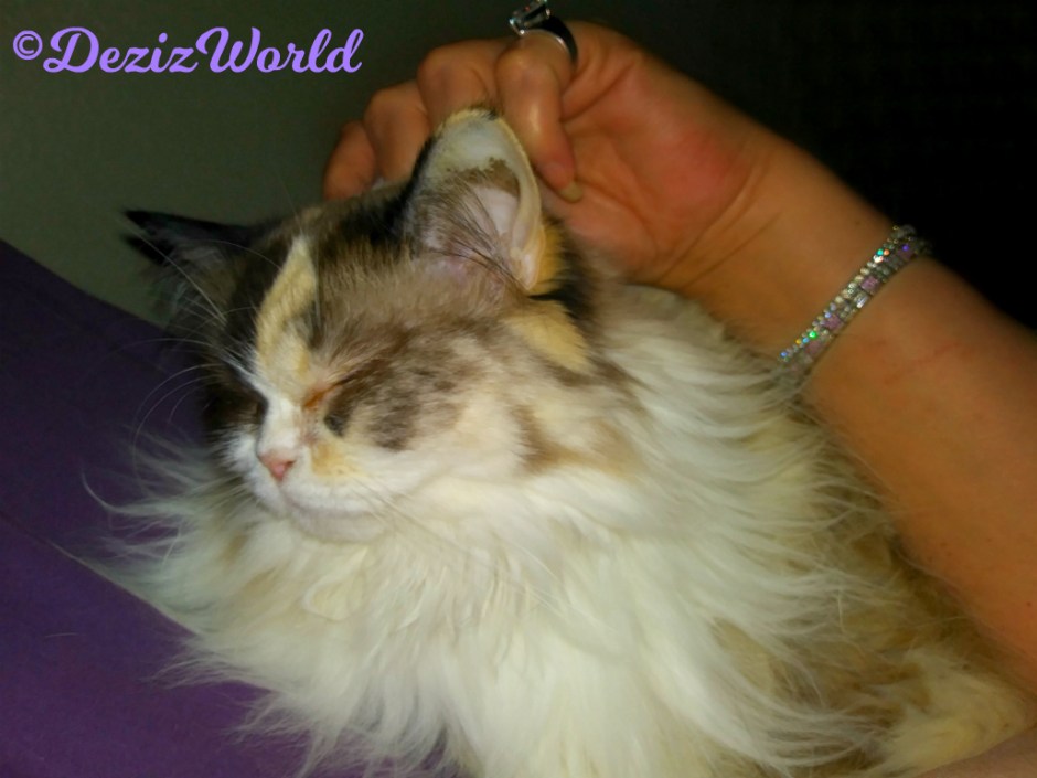 Raena gets loving while sleeping beside mommy A on the bed