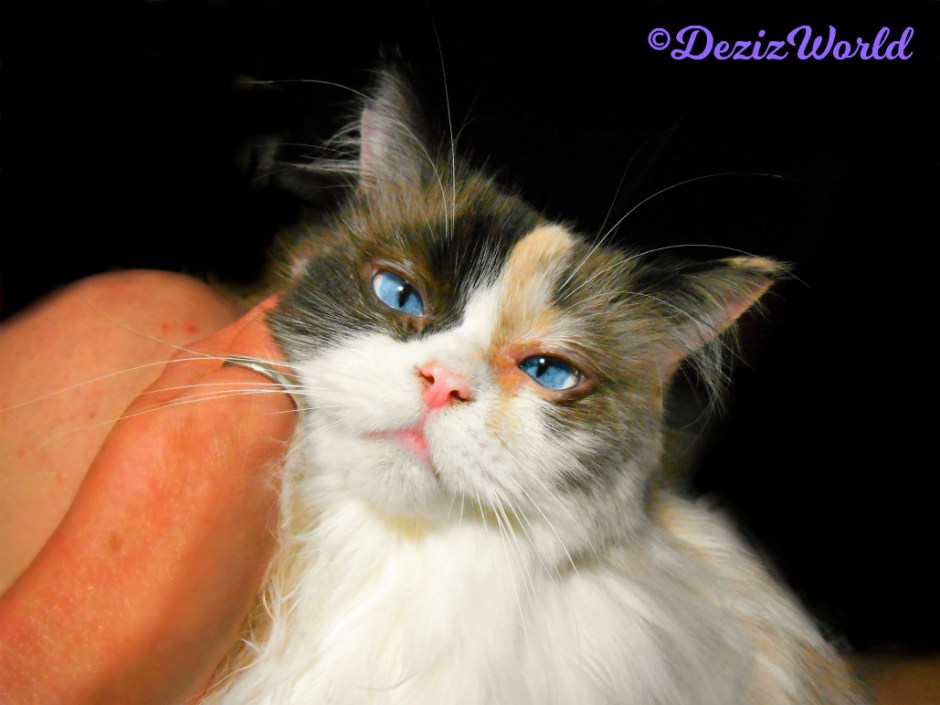 Raena gets loving in mommy A's lap