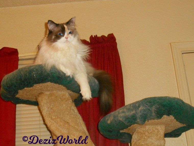 Raena lays atop the liberty cat tree