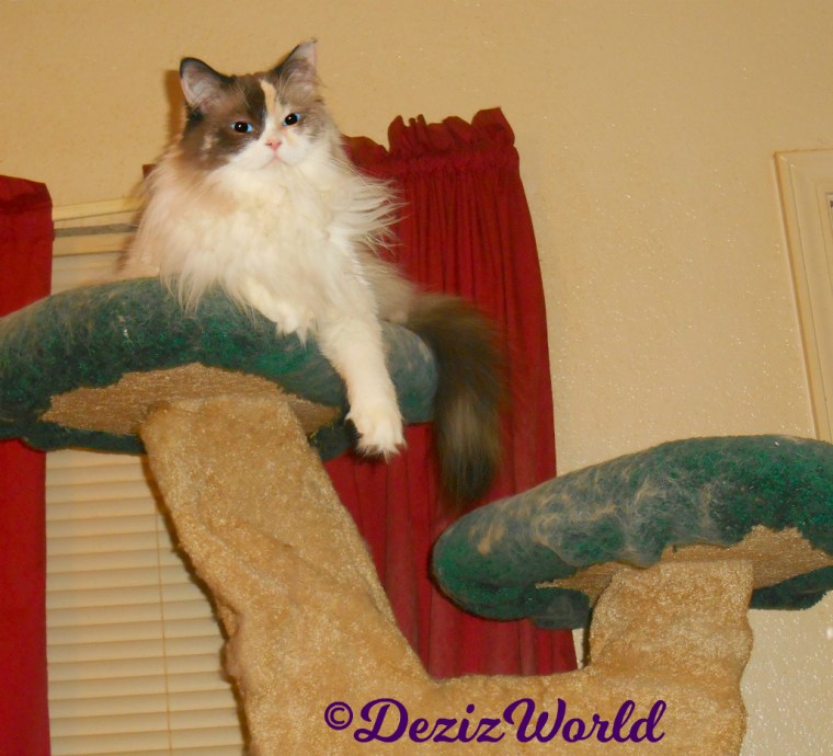Raena lays atop the liberty cat tree
