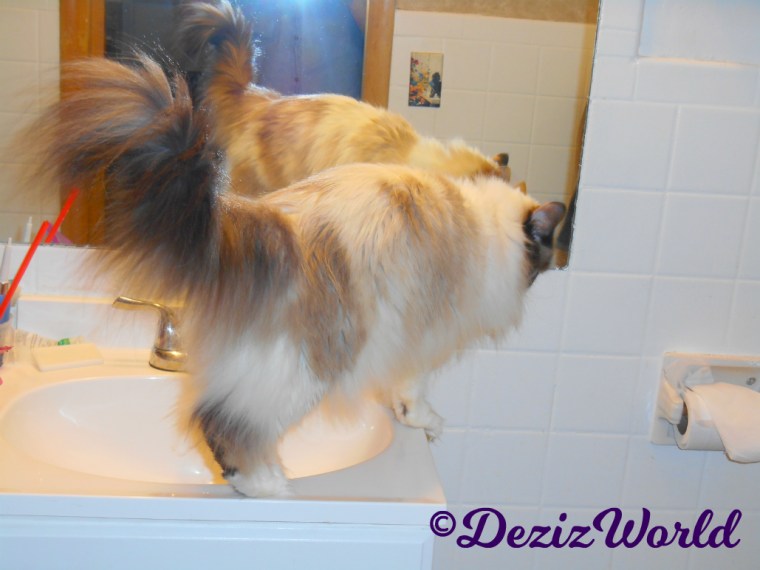 Raena walks on the sink at the Cat Motel in 2018