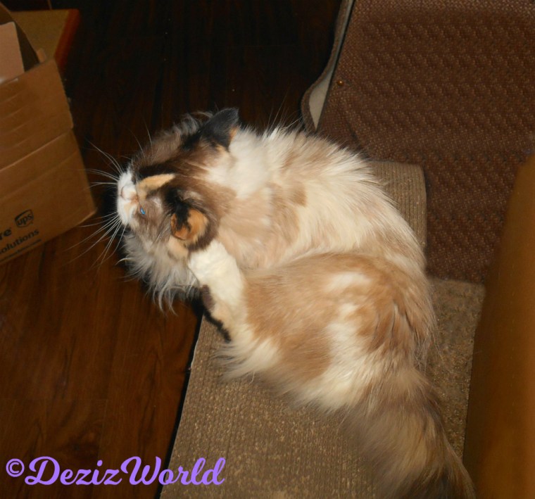 Raena scratches ear while sitting on cat scratcher