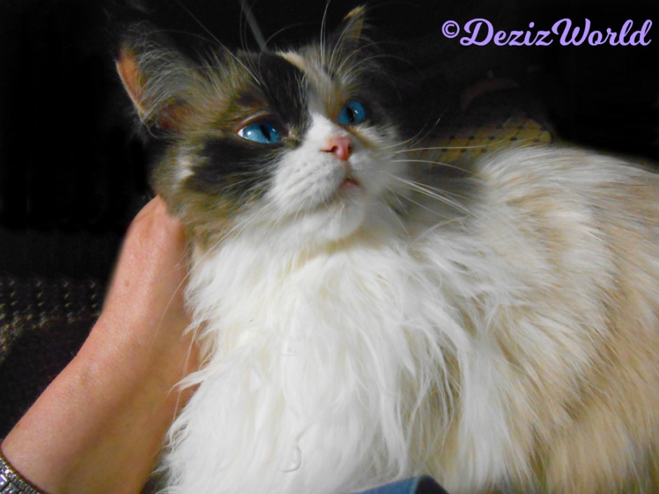 Raena lays in mommy's lap getting love