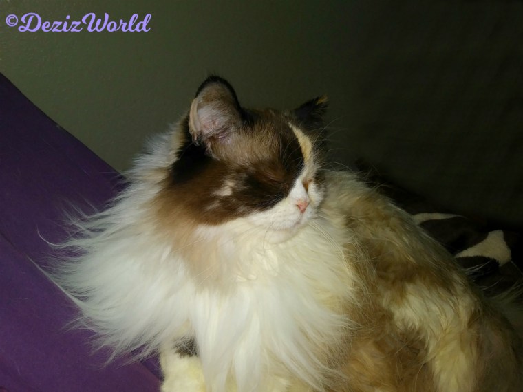 Raena sleeps beside mommy A on the bed