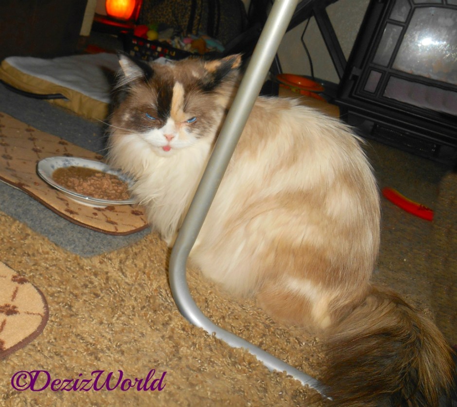 Rana with curled lip and tongue after eating American Journey canned cat food