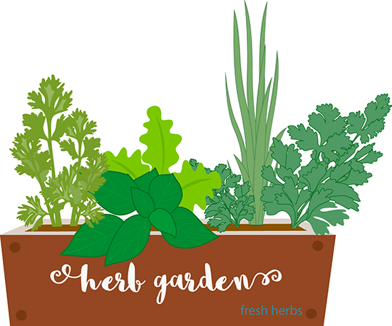 herb garden clip art