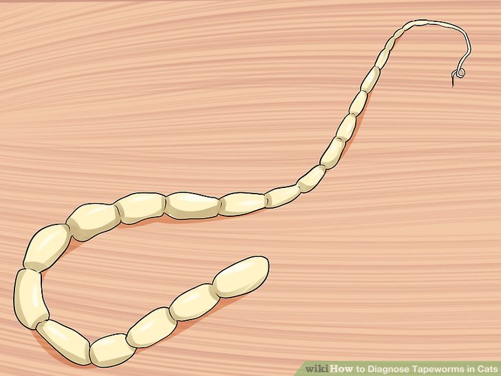 Segmented Tape worm