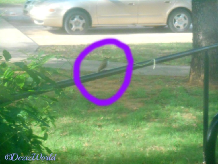 Bird on rail keeping watch over nest