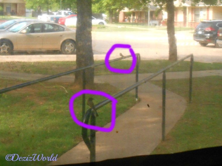 Male and Female birds on rail keeping watch over nest