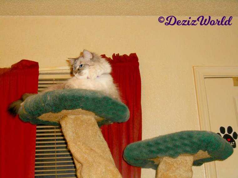 Dezi lays atop the liberty cat tree in calming collar