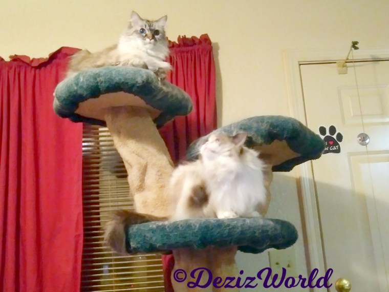 Dezi lays atop the liberty cat tree while Raena scratches her neck on the ledge below
