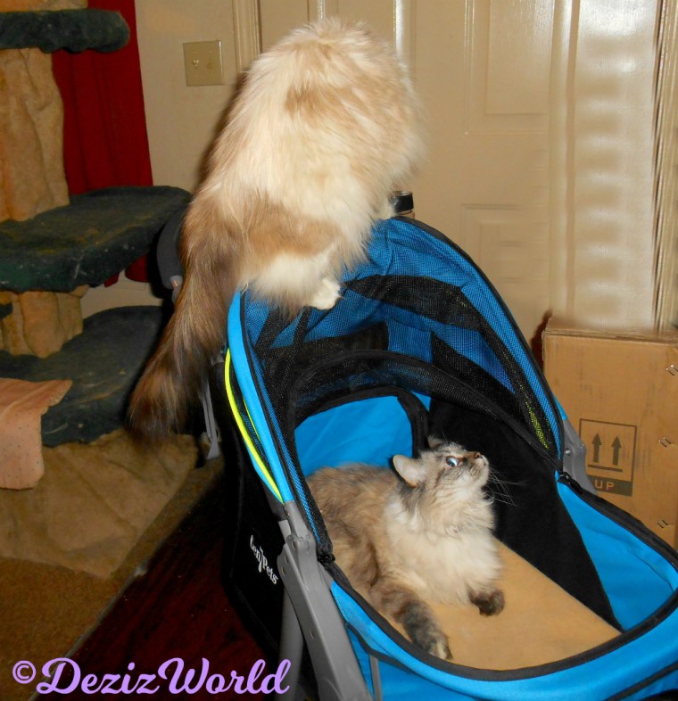 Dezi lays in stroller looking up at Raena crawling on handle
