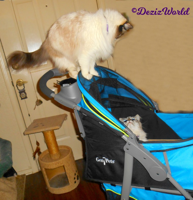 Dezi lays in Gen7 stroller looking up at Raena standing on handle
