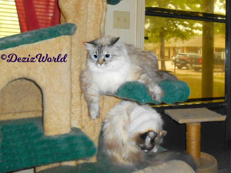 Dezi lays with arm hanging over edge of the liberty cat tree while Raena bathes on the shelf below her.