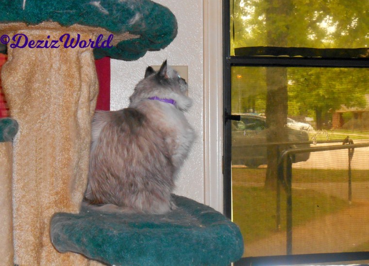 Dezi looks out the door while sitting on the liberty cat tree