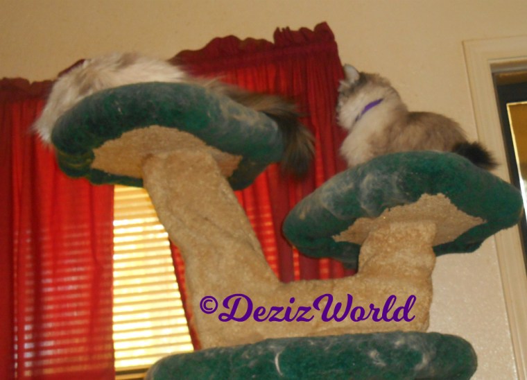 Dezi sits atop the liberty cat tree looking at Raena laying on the top ledge