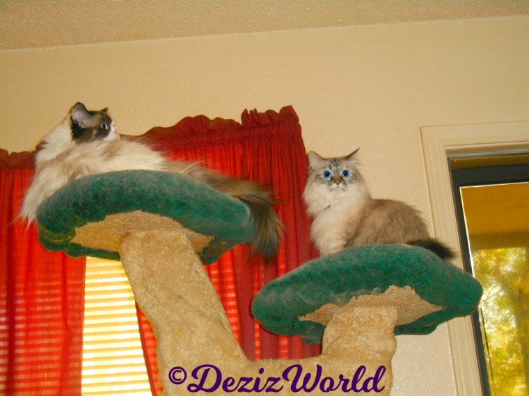 Dezi sits atop the Liberty Cat tree while Raena lays on the top ledge looking out the door