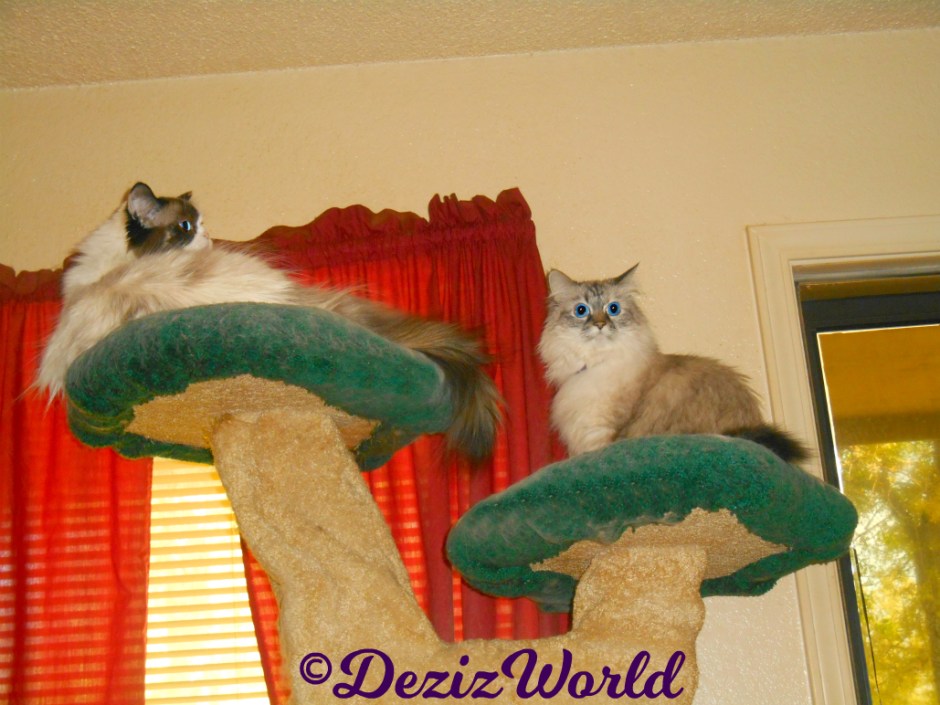 Dezi sits atop the Liberty Cat tree while Raena lays on the top ledge looking out the door