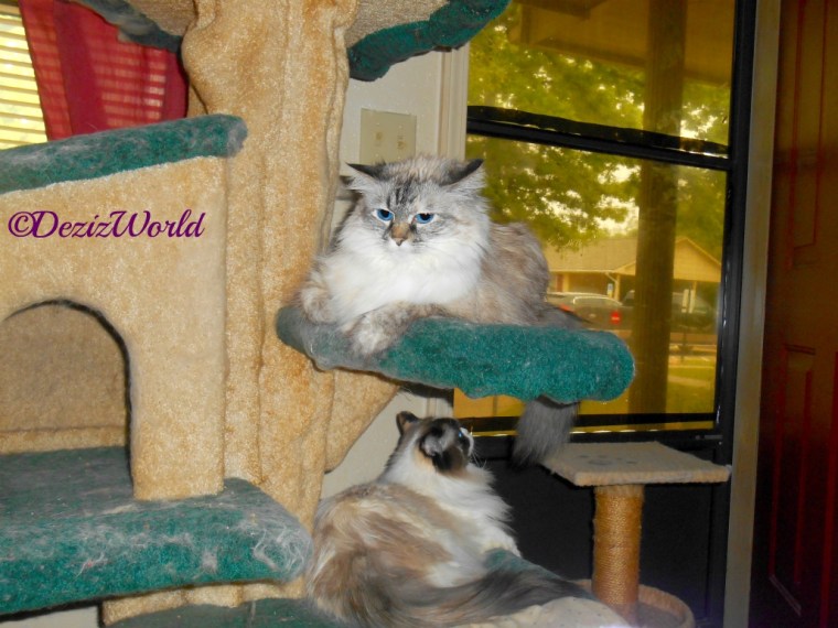 Dezi and Raena lay on the liberty cat tree