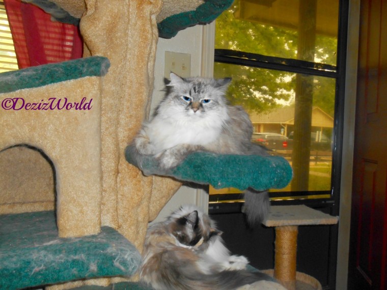 Dezi lays on cat tree while Raena bathes laying on cat tree