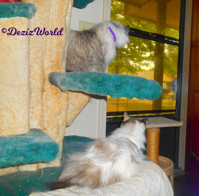 Dezi and Raena look out door while sitting and laying on the liberty cat tree