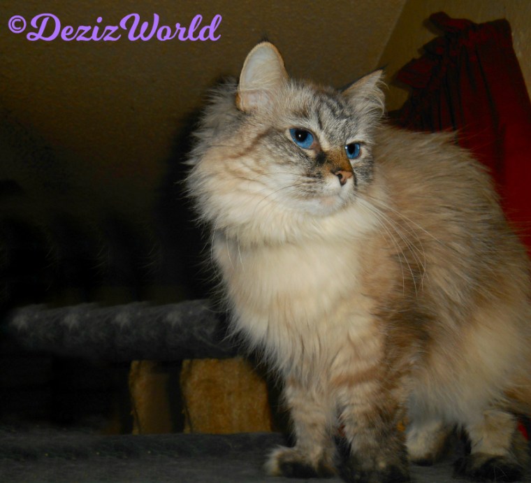 Dezi stands atop the Liberty cat tree