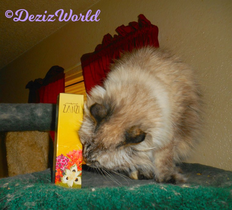 Dezi sniffs the Zanzi perfume gift from Cindy