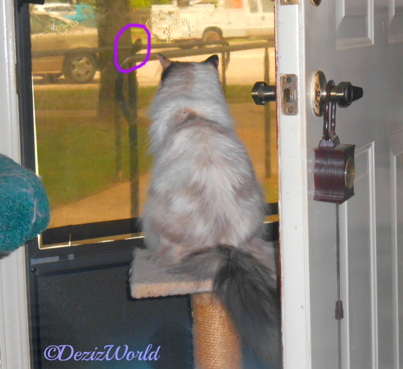 Raena watches the birds on the rail outside