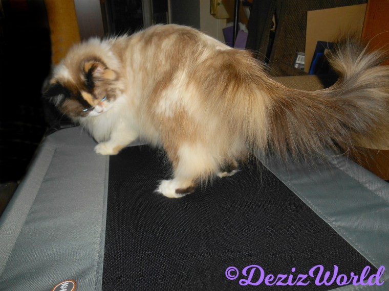 Raena the Ragdoll Cat stands on the pet cot