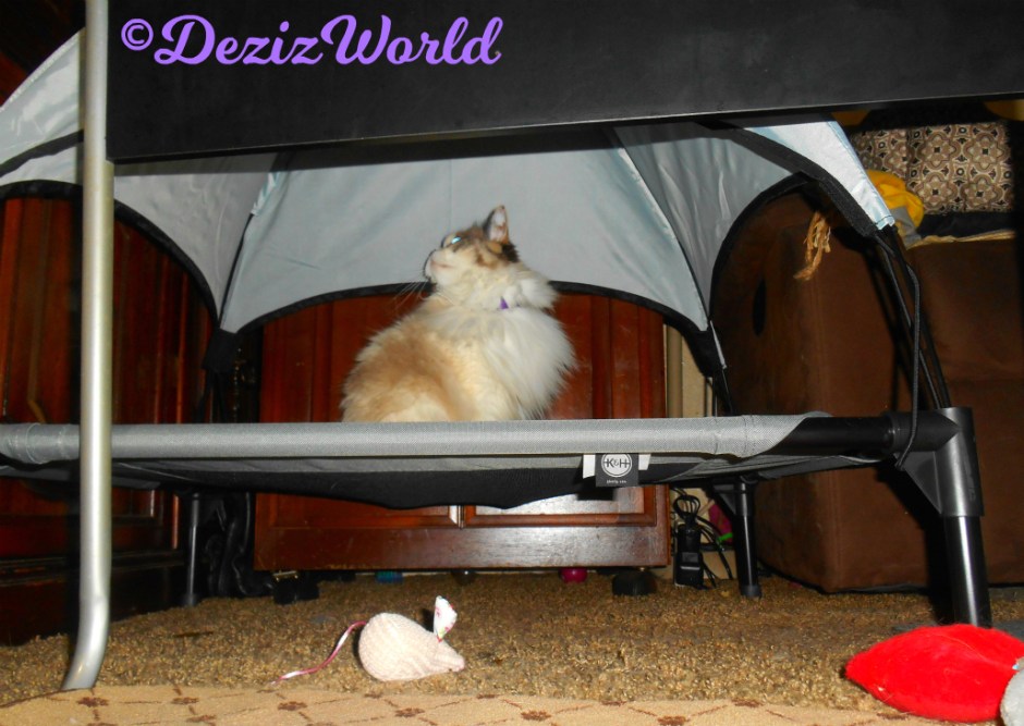 Raena sits on the pet cot looking back at the canopy