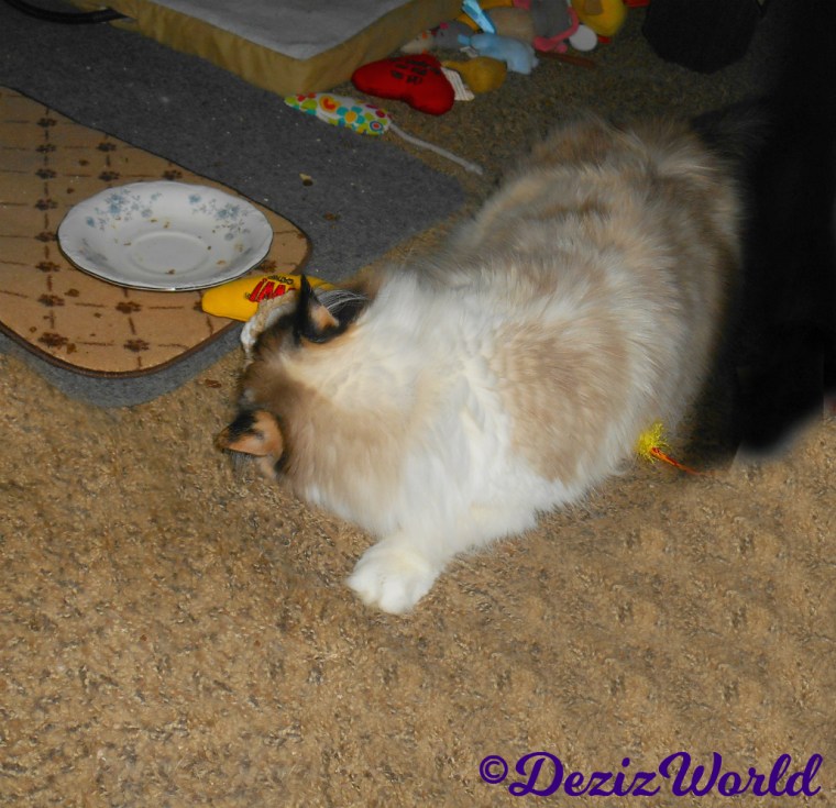 Raena plays with silvervine toast