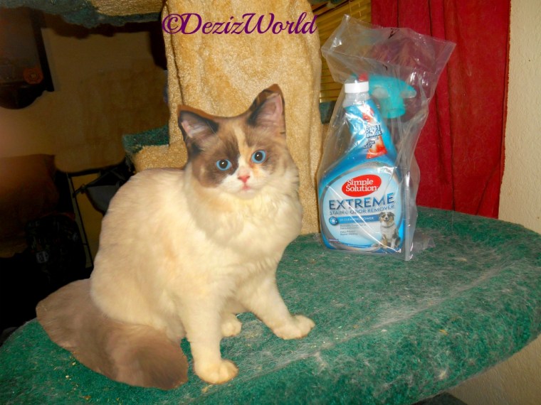 Raena sits beside the Simple Solution Stain and Odor Remover on the liberty cat tree