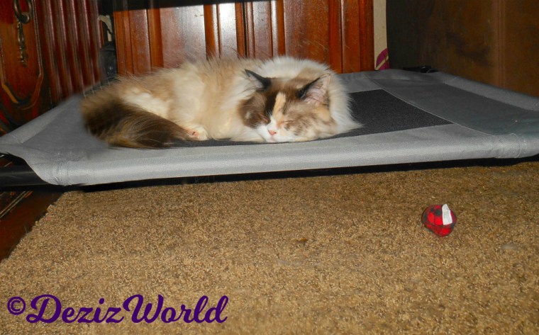 Raena the Ragdoll cat sleeps on the pet cot