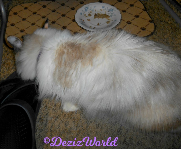 Raena plays with silvervine toast cat toy