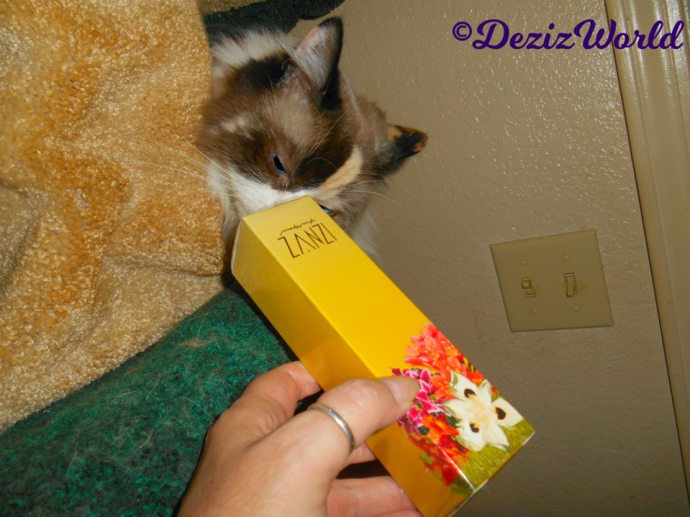 Raena peeks out from the liberty cat tree and sniffs the Zanzi perfume gift from Cindy