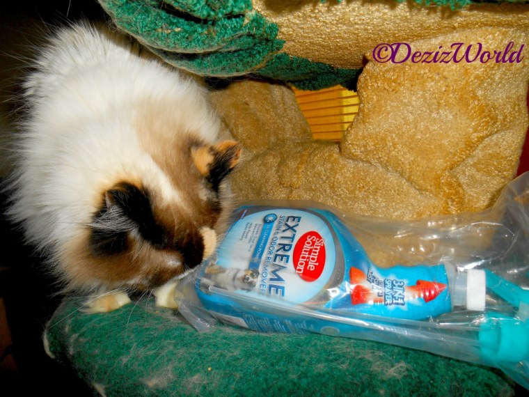 Raena sniffs the Simple Solution Stain and Odor Remover