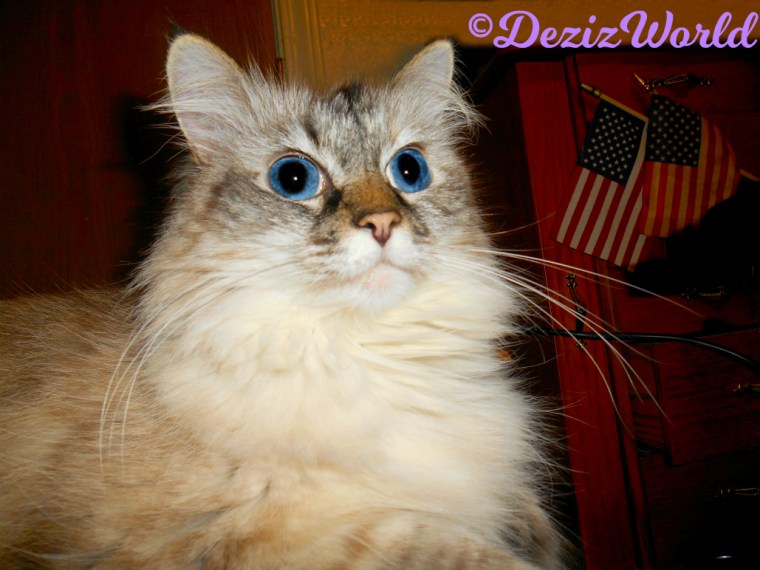 Dezi looks up at the cat tree while laying on the arm of the chair