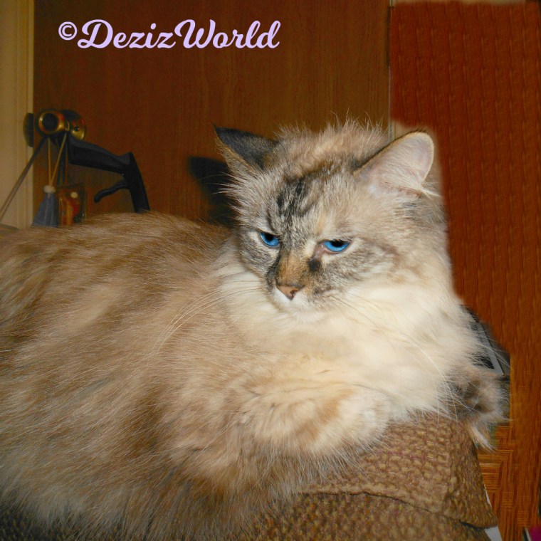 Dezi lays on the arm of the chair, selfie