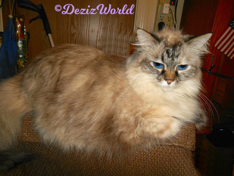 Dezi lays on the arm of the chair, Selfie