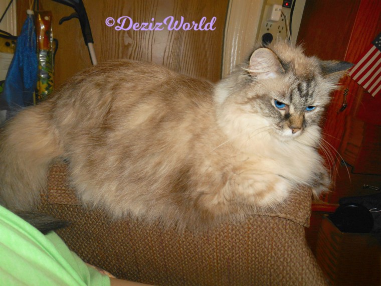 Dezi lays on the arm of the chair