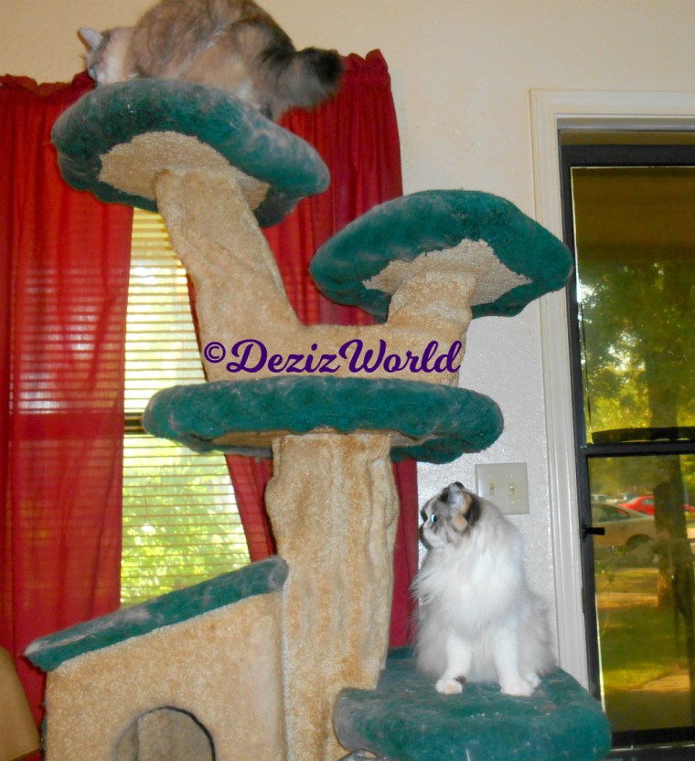 Dezi atop the liberty cat tree with Raena sitting pretty on a lower ledge